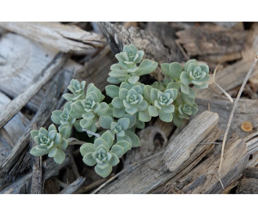 Mountain Alyssum